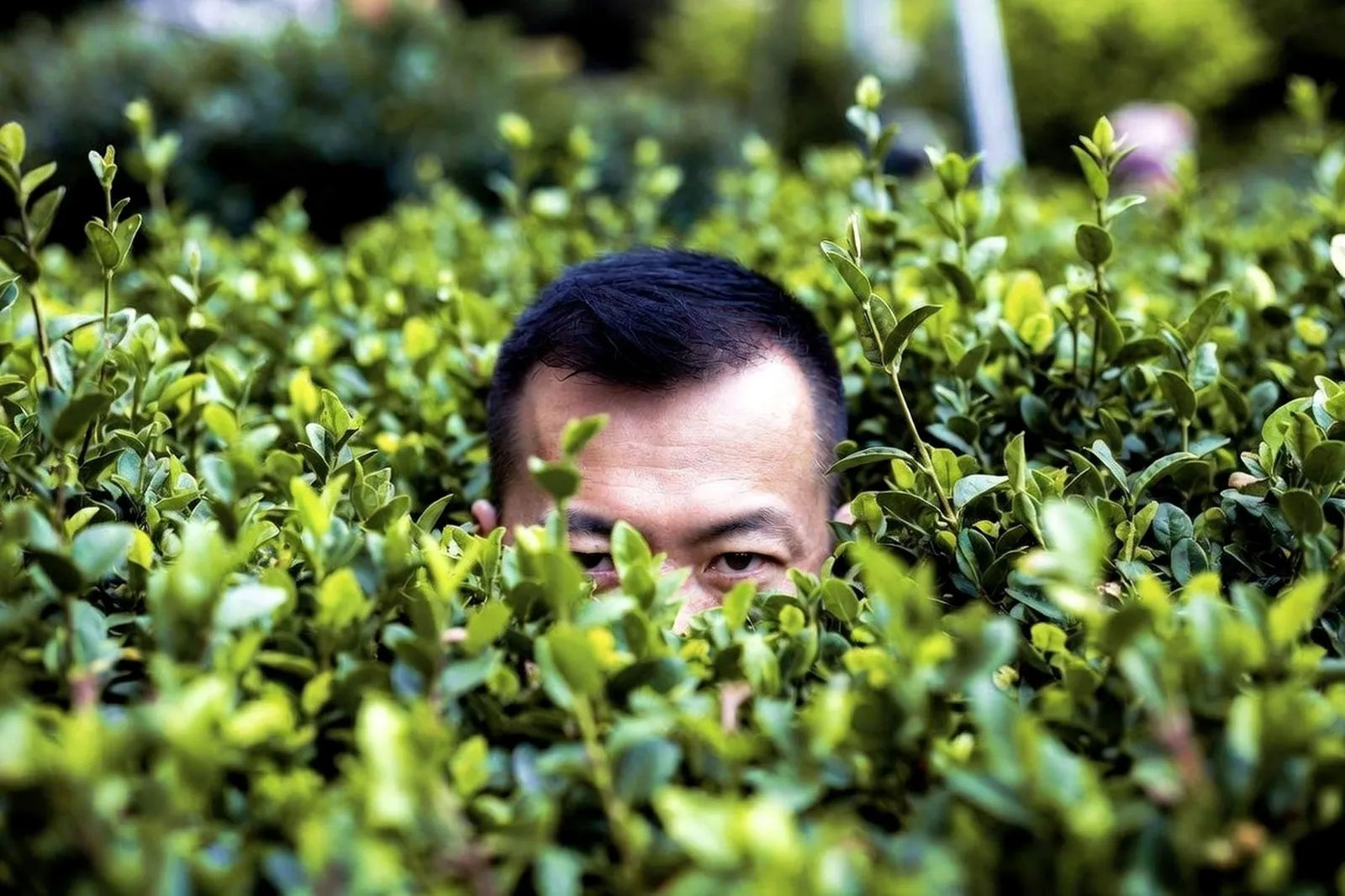 An East Asian man peeking over dense green bushes, only his forehead and eyes visible.