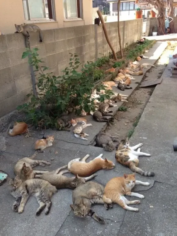 Man With 57 Cats Finds Out He Is Not the Biological Father