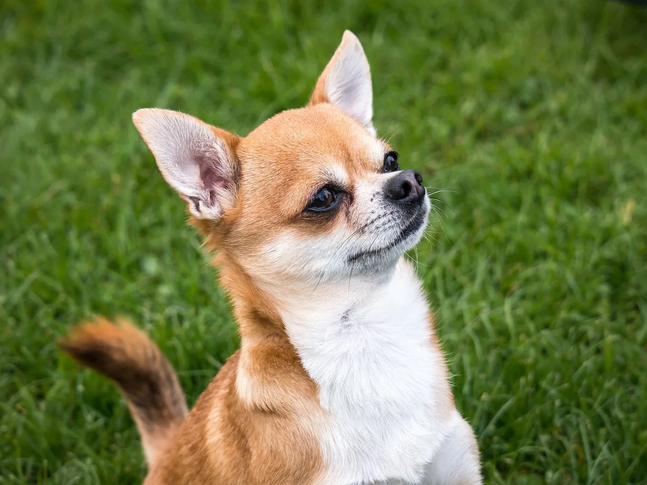 Dog That Has Been Barking Non-Stop For 8 Years Enlisted As An Agent For Psychological Warfare