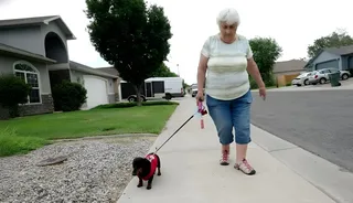 Grandma’s Wiener Dog Is Actually a Mobile Speed Camera, Authorities Reveal