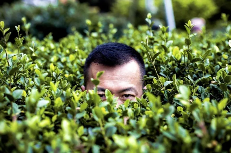 An East Asian man peeking over dense green bushes, only his forehead and eyes visible.