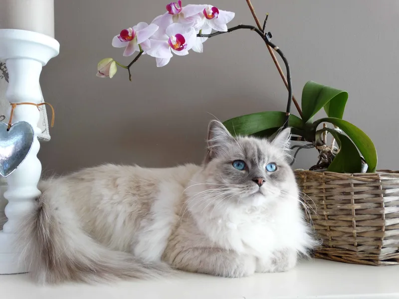Man Names Cat “Pspspsps”; Still Won’t Come To Him