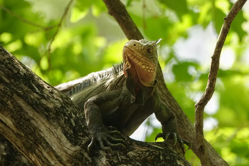 Local Homeowners Fined For Failing To Provide “Adequate Lawn Seating” For Paralyzed Iguanas